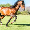 Article image for: Horses can nap while standing up