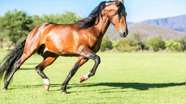 Horses can nap while standing up