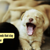 Article image for: 5 adorable dog breeds that stay puppy-sized forever