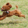 Toy poodle