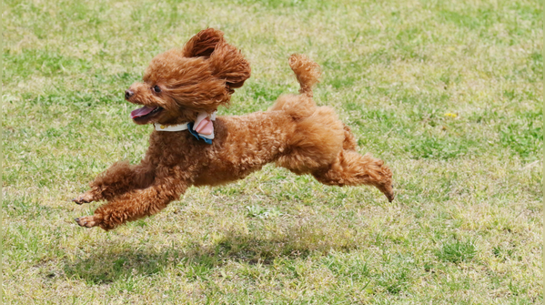 Toy poodle