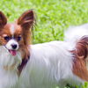 Papillon