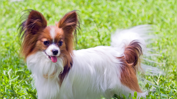 Papillon