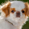 Japanese Chin