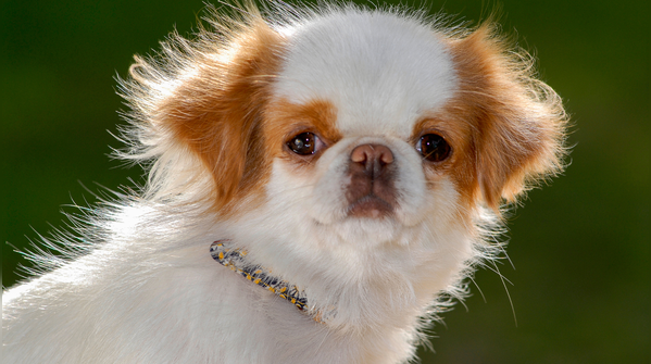 Japanese Chin
