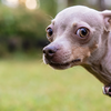 Russian Toy Terrier
