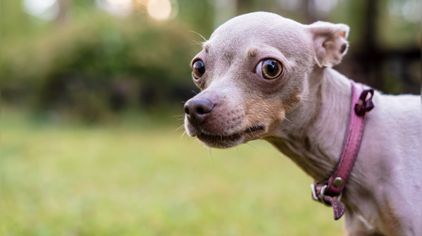 Russian Toy Terrier