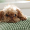 Brussels griffon