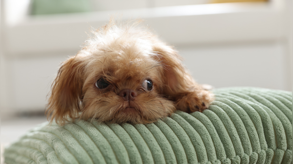 Brussels griffon