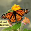 Article image for: How to grow butterfly-friendly native plants in Indian city home gardens