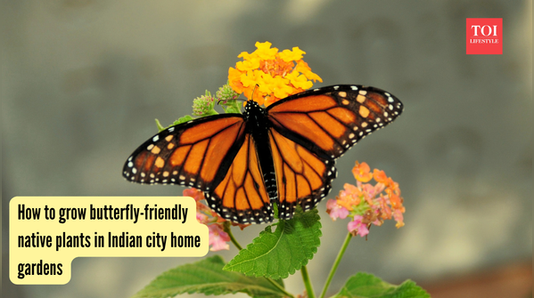 How to grow butterfly-friendly native plants in Indian city home gardens