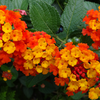 Lantana