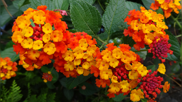 Lantana