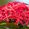 Ixora