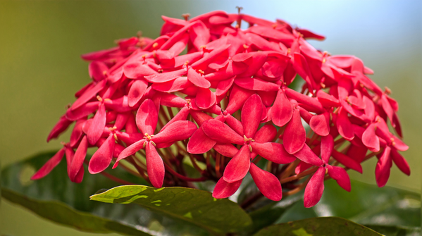 Ixora