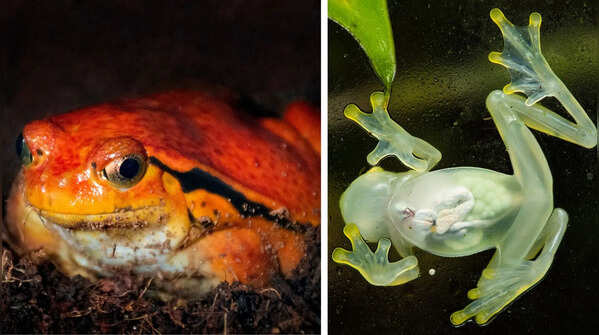 5 bizarre frogs you’ve probably never heard of