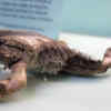 Article image for: Hairy <i class="tbold">frog</i>