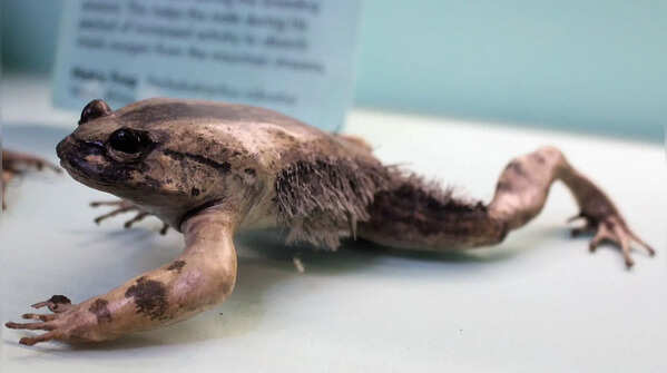 Hairy frog