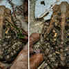 Surinam toad