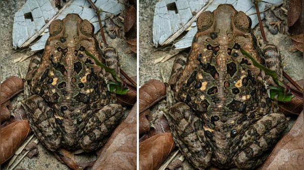 Surinam toad