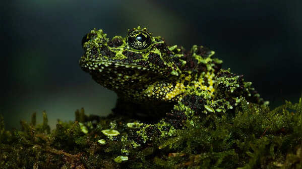 Vietnamese mossy frog