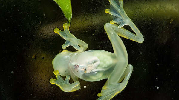 Glass frog