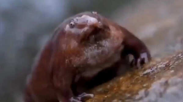 Purple frog