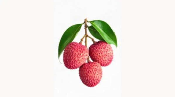The litchi