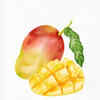The mango 