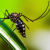 Article image for: Dengue awareness cannot be seasonal