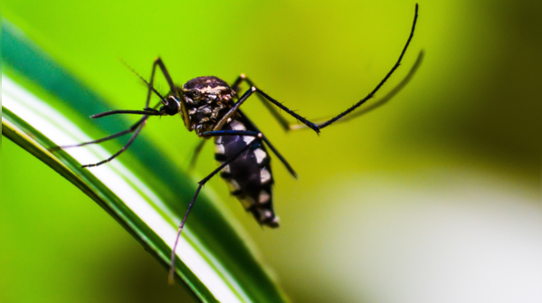 Dengue awareness cannot be seasonal