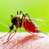 Article image for: What exactly is Dengue and why is <i class="tbold">it</i> so dangerous?