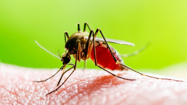 What exactly is Dengue and why is it so dangerous?