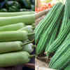 Article image for: Lauki vs Tori: Which has more nutrition for summer and 5 interesting ways to eat them
