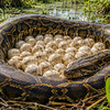 Article image for: Snakes everywhere: 120 Burmese python eggs discovered in Florida’s Everglades