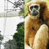 Article image for: Gibbon Uses Rail Canopy Bridge: filmed crossing split sanctuary; offers tech-led conservation model