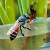 Article image for: Small pools and no chemicals play significant roles in pollinator balcony gardening