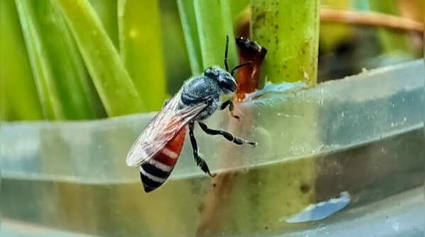 Small pools and no chemicals play significant roles in pollinator balcony gardening