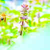 Article image for: Tulsi – sacred Indian herb for boosting biodiversity