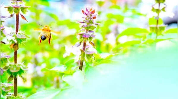 Tulsi – sacred Indian herb for boosting biodiversity
