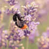Article image for: Lavender – the fragrance of <i class="tbold">flowers</i> that attract bees to balconies