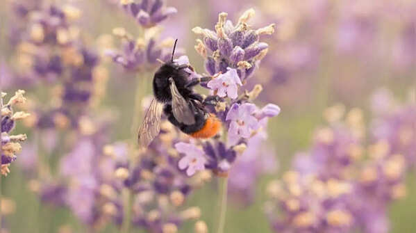 Lavender – the fragrance of flowers that attract bees to balconies