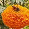 Article image for: Marigold – the brightly-coloured flower which attracts pollinators