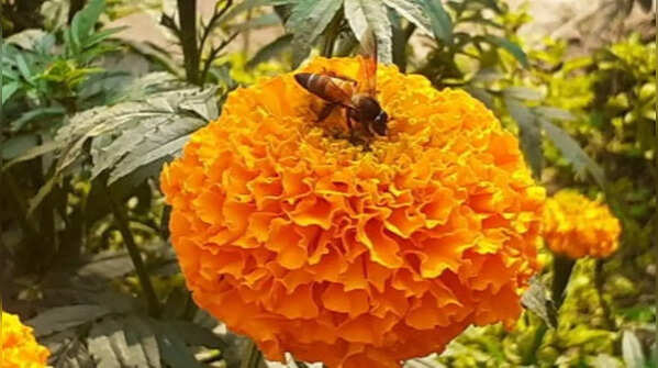 Marigold – the brightly-coloured flower which attracts pollinators