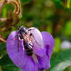 Butterfly pea – the climber loved by butterflies