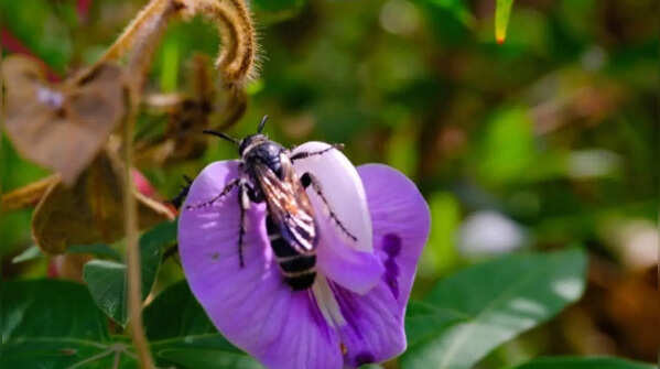Butterfly pea – the climber loved by butterflies