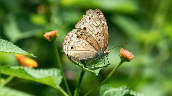 The ‘pollinator balcony’ trend every Indian gardener should know about