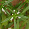 Article image for: Leucas aspera – the wildflower attracting bees