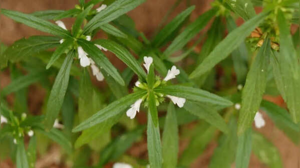 Leucas aspera – the wildflower attracting bees