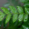 Article image for: Curry leaf plant – the <i class="tbold">kitchen</i> herb also useful for bees